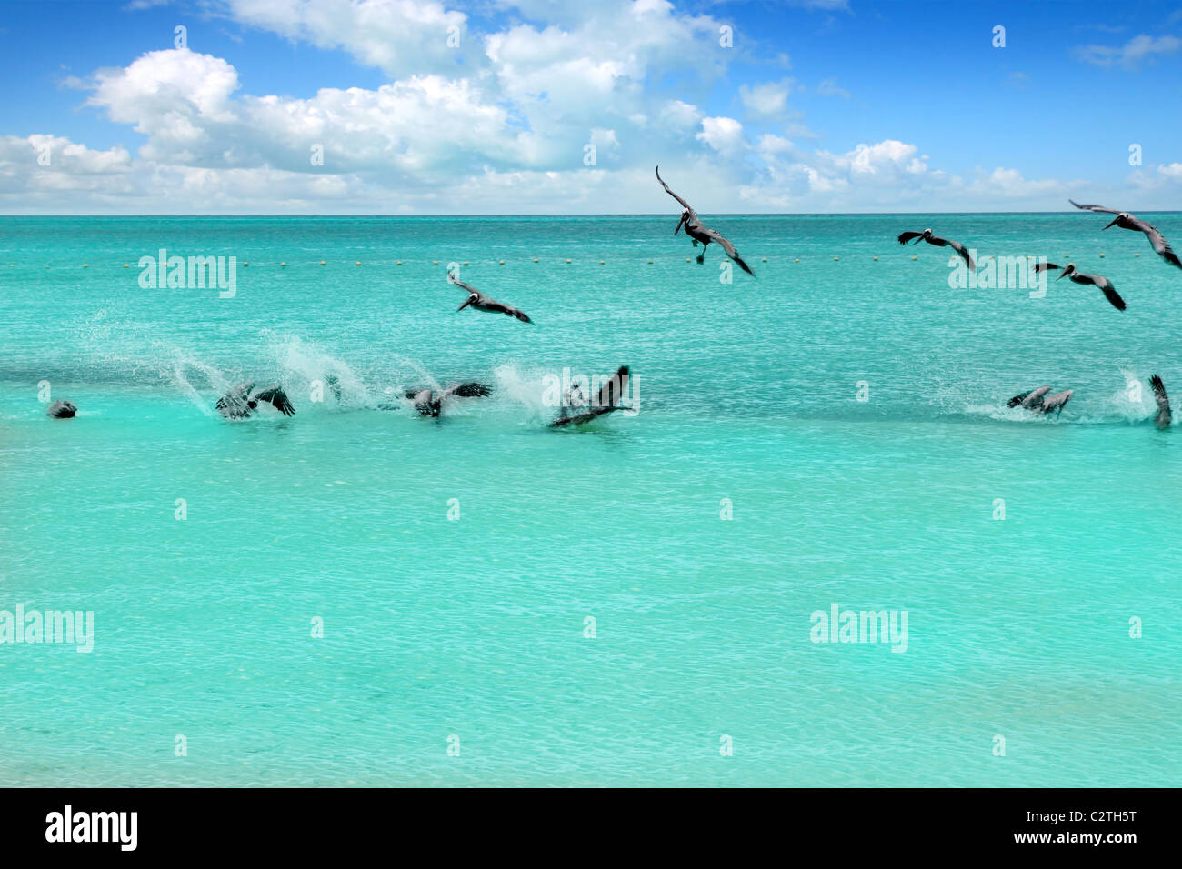 Türkisfarbenen karibischen Pelikan Strand tropischen Meerblick Mexiko Stockfoto