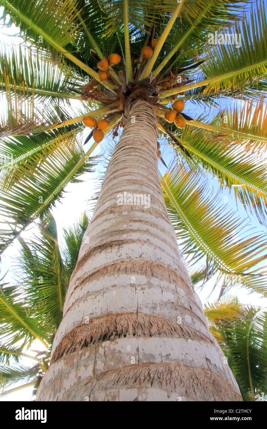 Kokosnüsse palm Tree perspektivische Ansicht vom Boden hoch oben Stockfoto