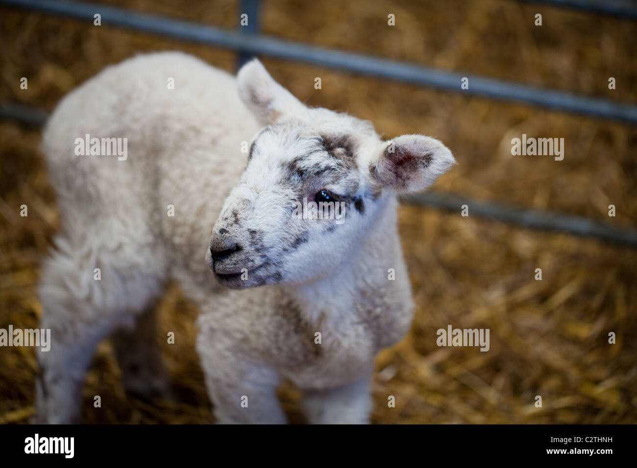 Neues Baby geboren Lamm im Frühjahr Stockfoto