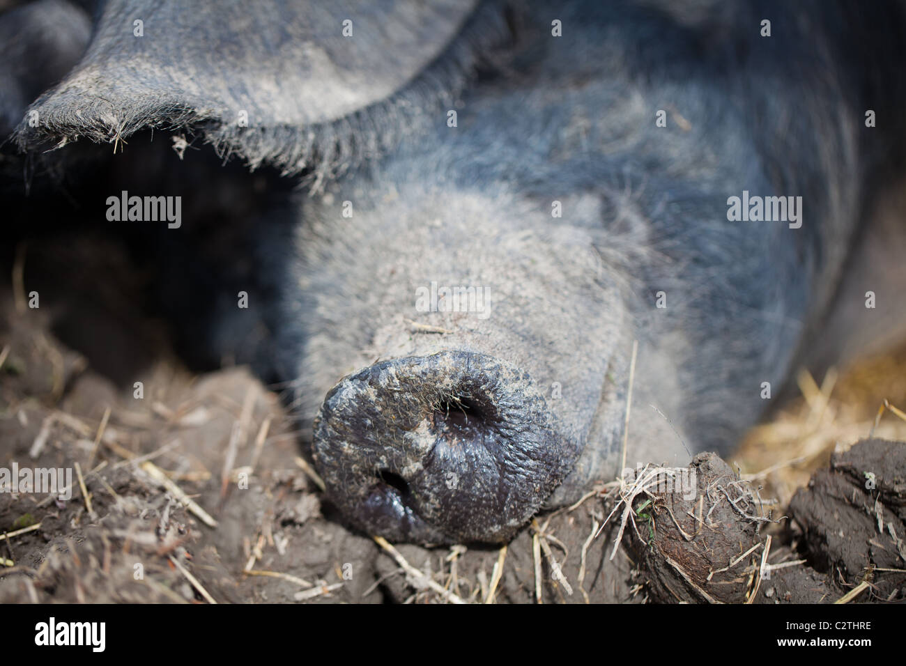Cooney Cooney Schwein Schnauze (Erwachsene) Stockfoto
