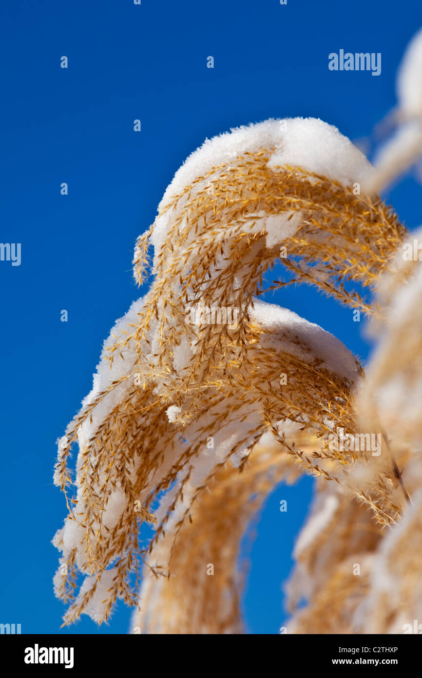 Leichtem Schneefall auf Weizengras Quasten an einem klaren Tag Stockfoto