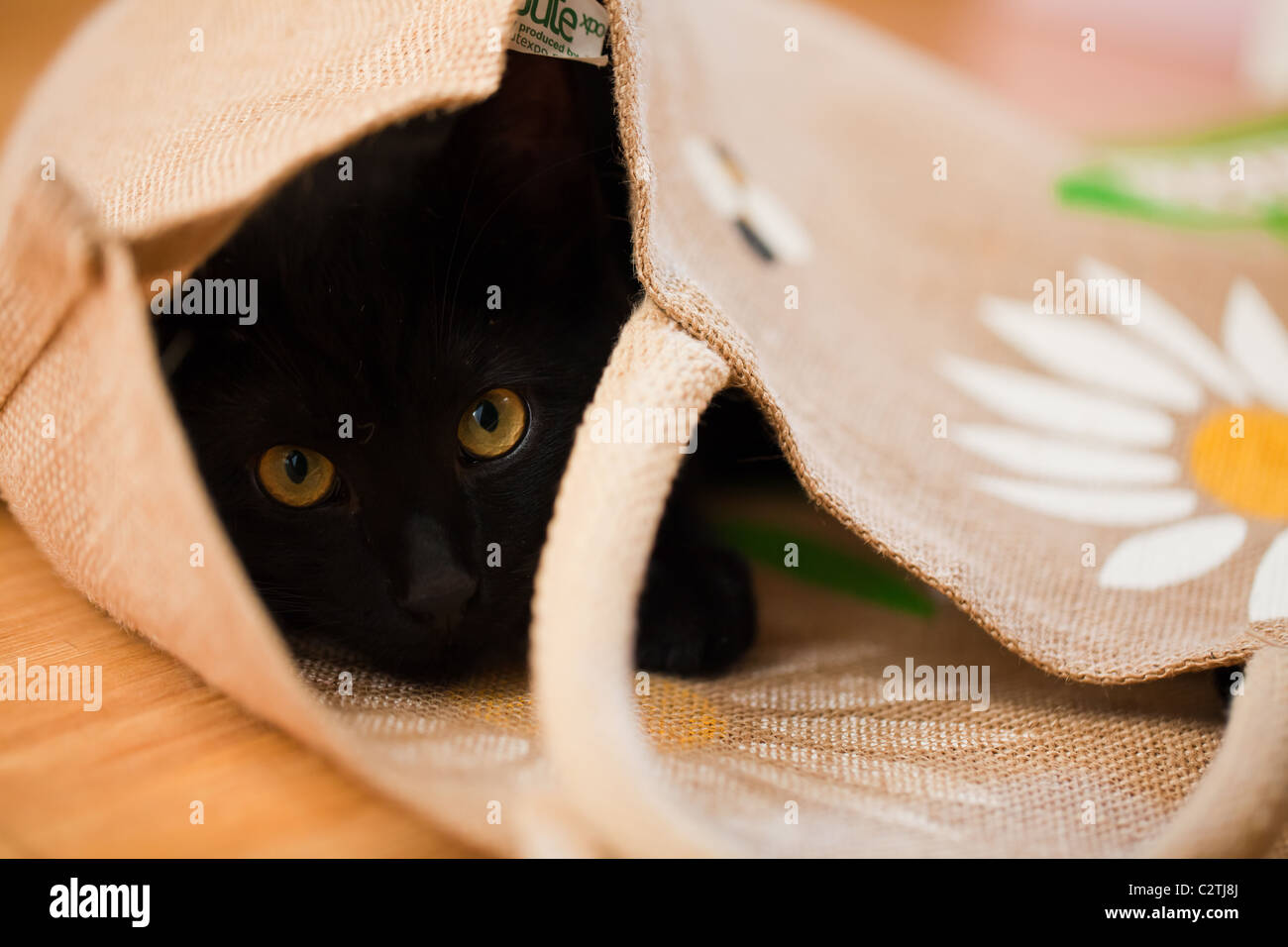 Schwarze Katze in einem Beutel Stockfoto