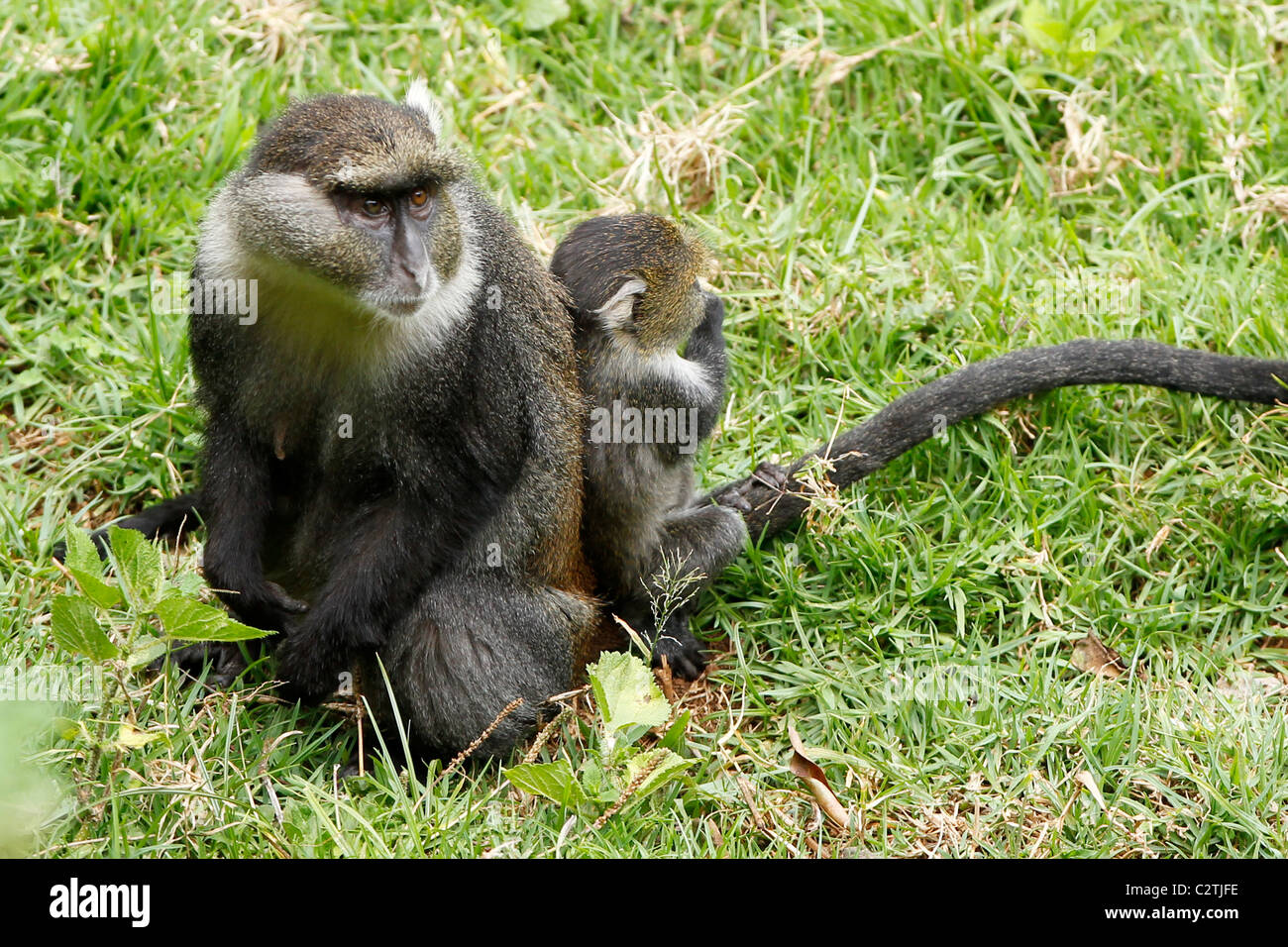 Eine Mutter Sykes Affe sitzt auf dem Rasen mit ihrem jungen in Kenia Stockfoto