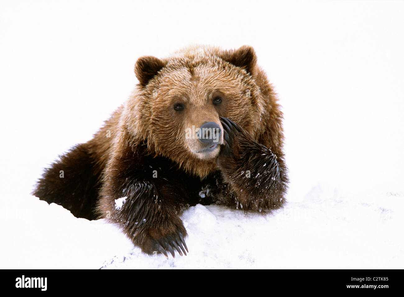 Grizzly Kopf auf Pfote ruht, während der Verlegung in Schnee auf der Alaska Wildlife Conservation Center in Alaska im Frühjahr Stockfoto