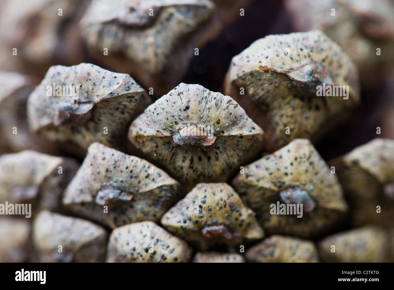 Makroaufnahme eines Pinienzapfens zeigen im detail Stockfoto