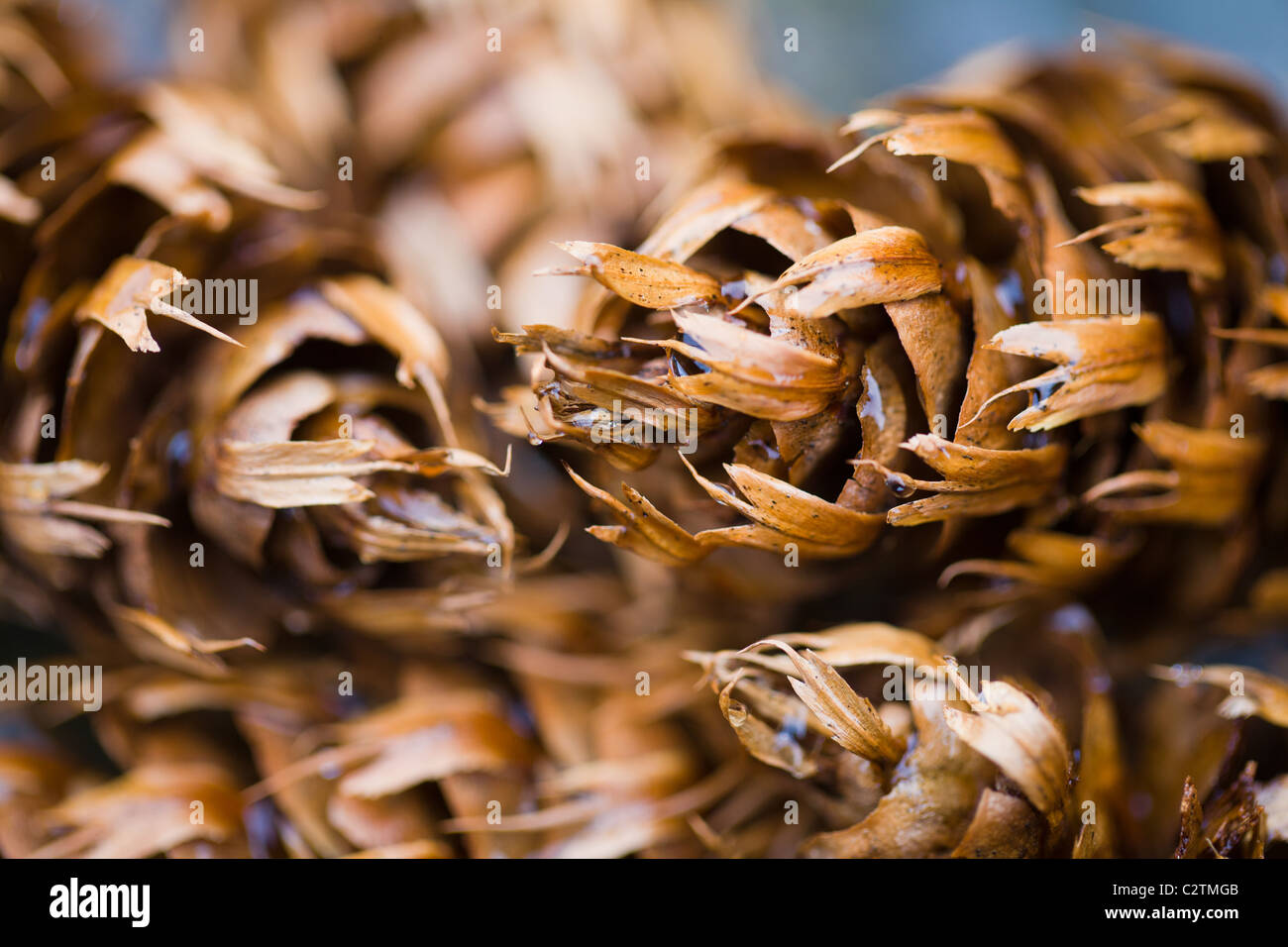 Makroaufnahme von Tannenzapfen zeigen die Details und Textur.  Die Kegel waren nach Regen nass. Stockfoto