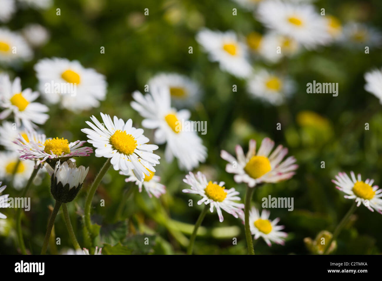 Weiße Margeriten in üppigen grünen Rasen wächst Stockfoto