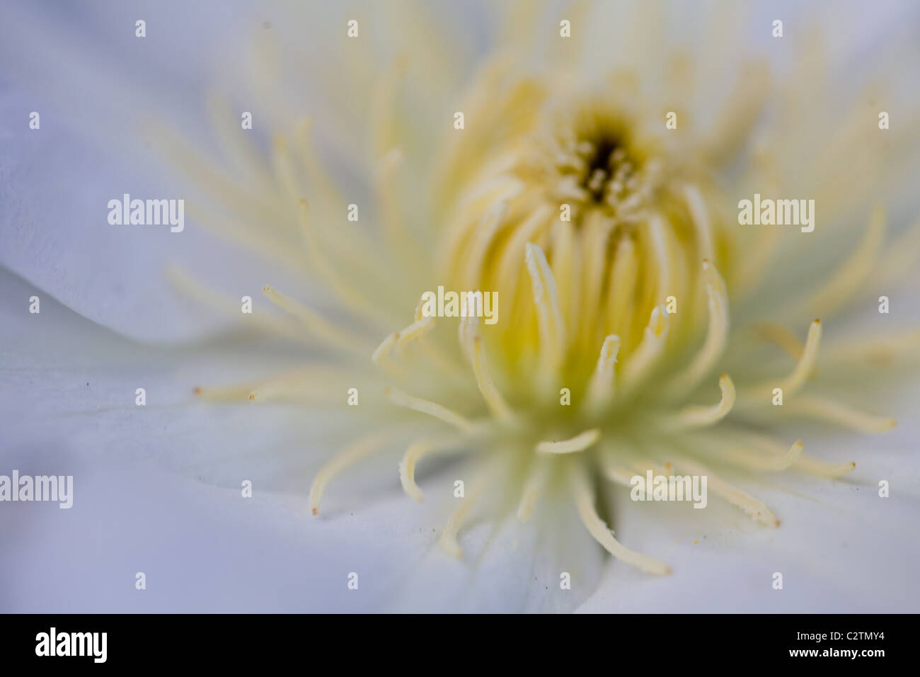 Clematis macro Stockfoto