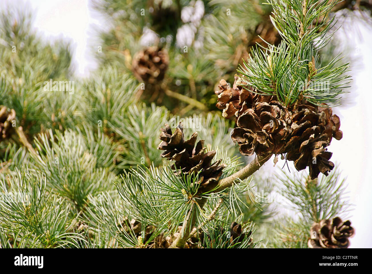 Maedchenkiefer - japanische Weymouthskiefer 01 Stockfoto