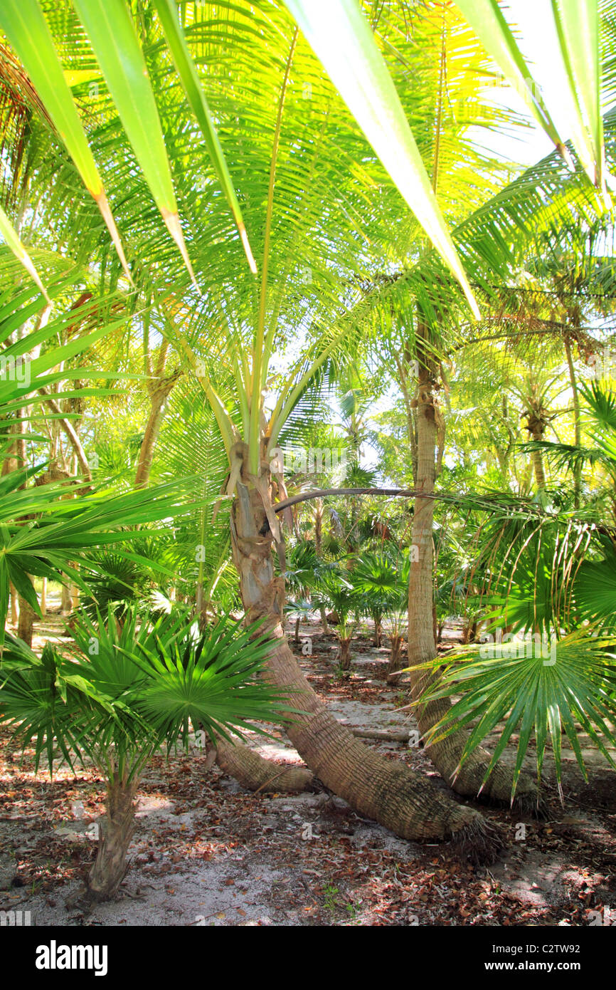 Coconut Palm Tree und Chit Dschungel am karibischen Strand Riviera Maya Stockfoto