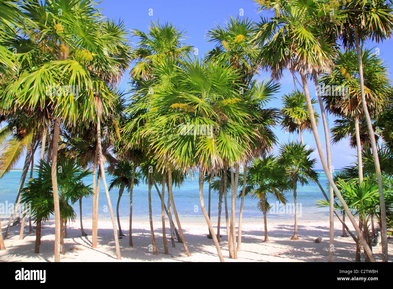 Chit Palme im tropischen Karibikstrand Mayan Riviera-Mexiko Stockfoto