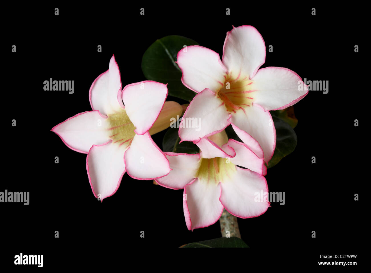 Desert Rose oder Adenium Obesum Blüten mit schwarzem Hintergrund Stockfoto