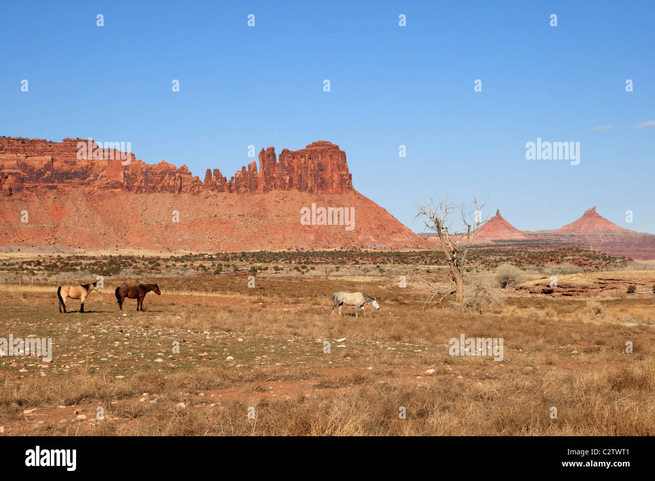 Pferde in einer südwestlichen Weide mit roten Felsen und Türme im Hintergrund Stockfoto