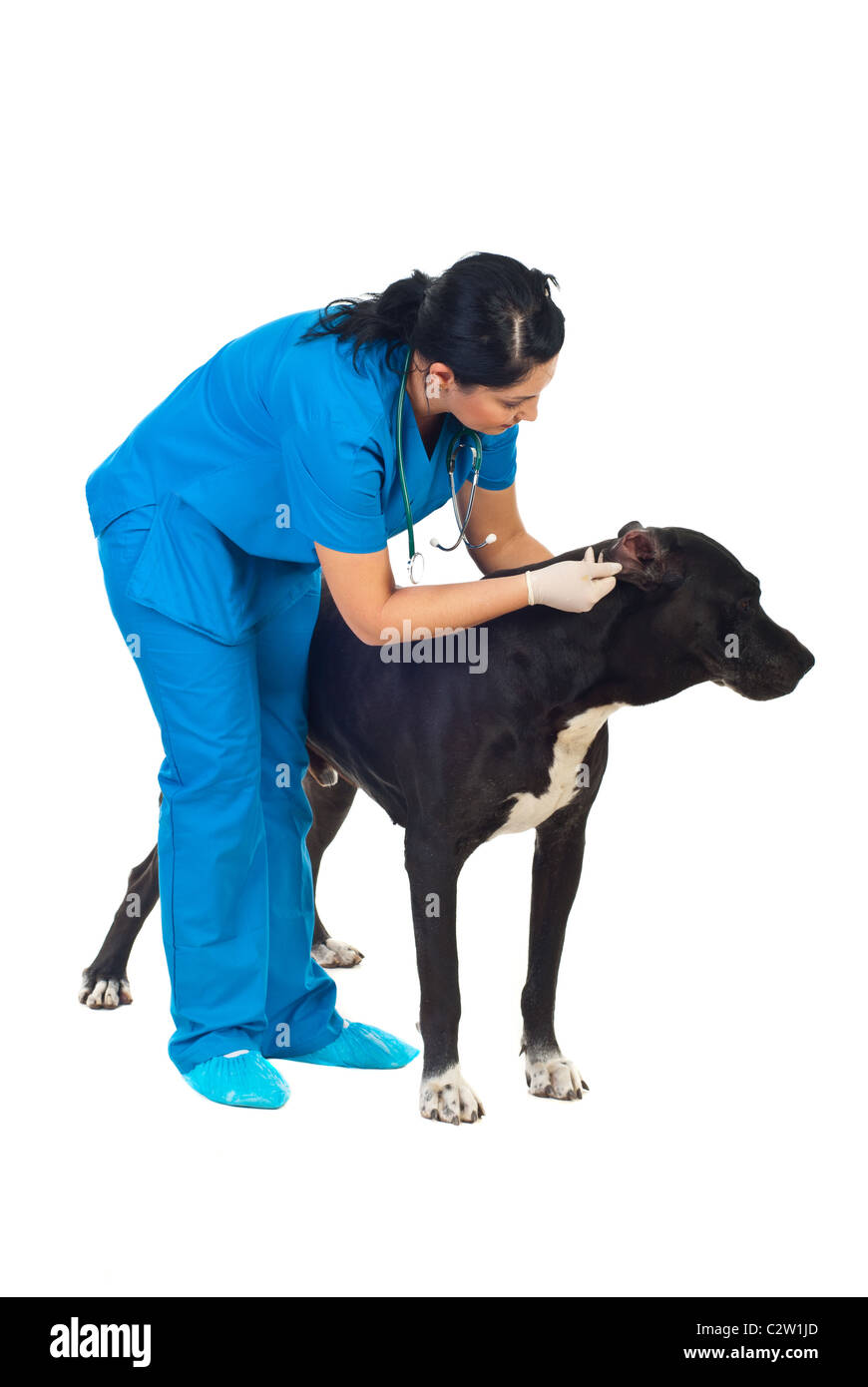Tierärztliche Frau überprüfen Deutsche Dogge Hund Ohren auf weißem Hintergrund Stockfoto