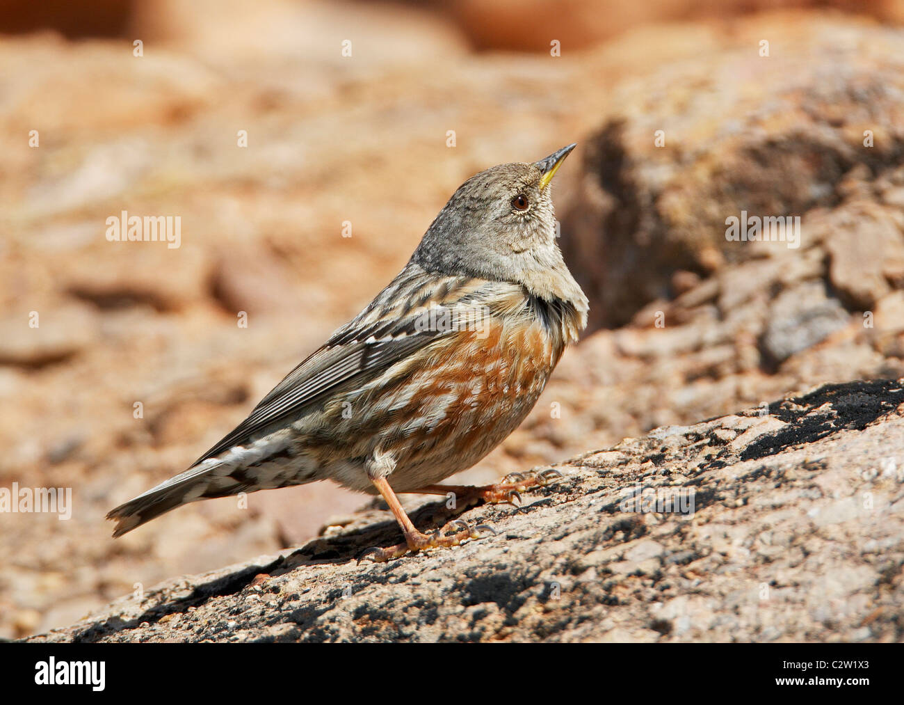 Alpine beobachtet (Prunella Collaris) stehen auf dem Boden. Stockfoto