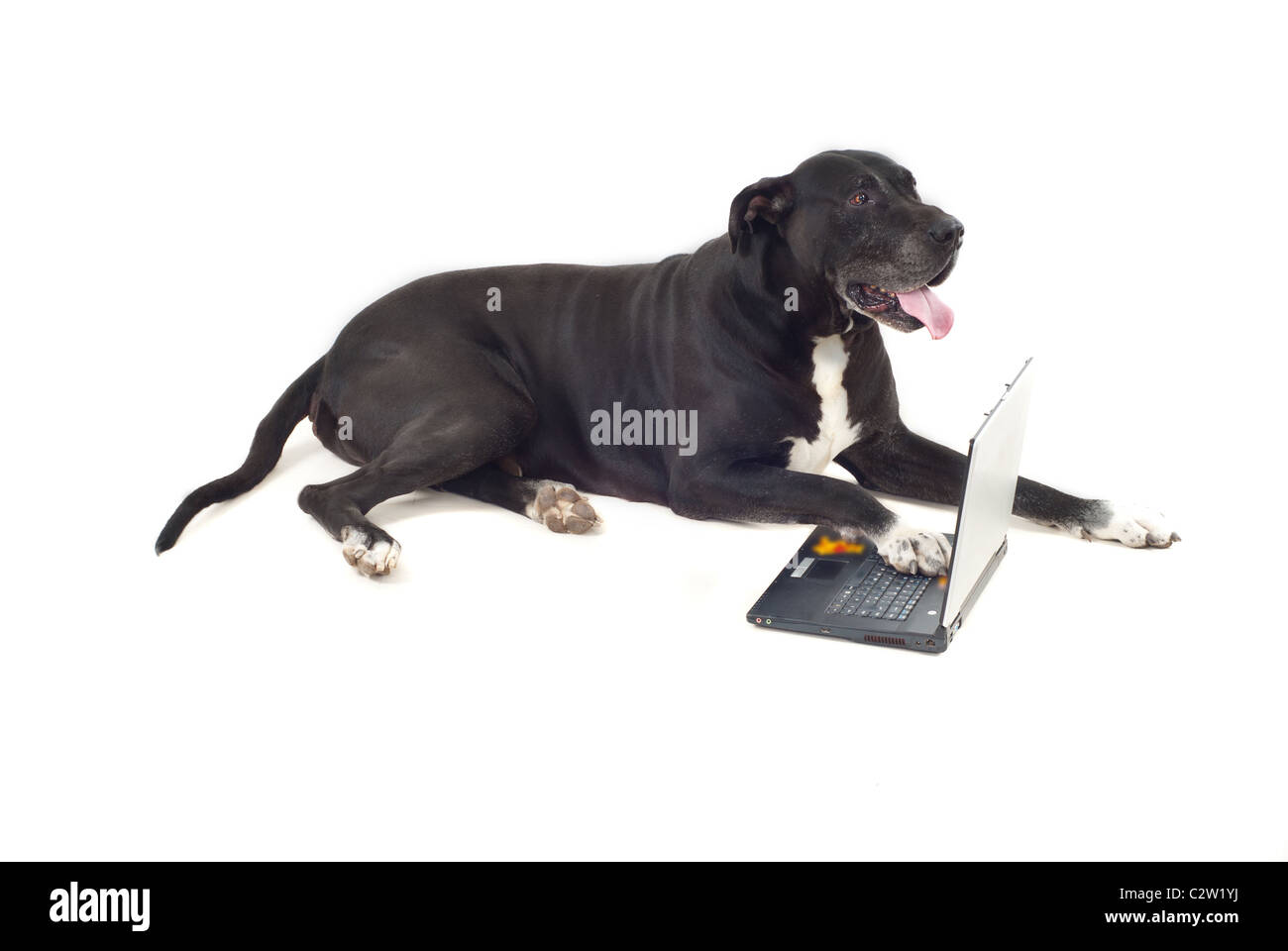 Deutsche Dogge hinlegen und hält seine Tatze auf einem laptop Stockfoto