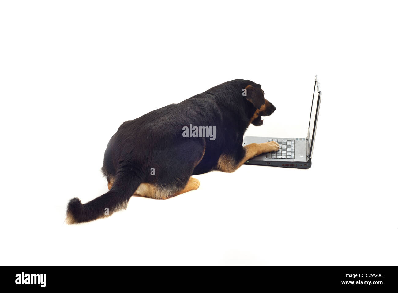 Rückseite des halben Rasse Hund mit Laptop und überrascht Stockfoto