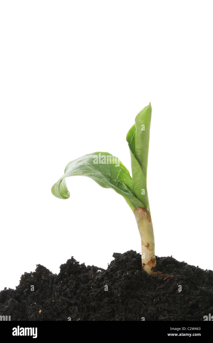 Junge grüne Pflanze entstehen schießen aus dem Boden Stockfoto