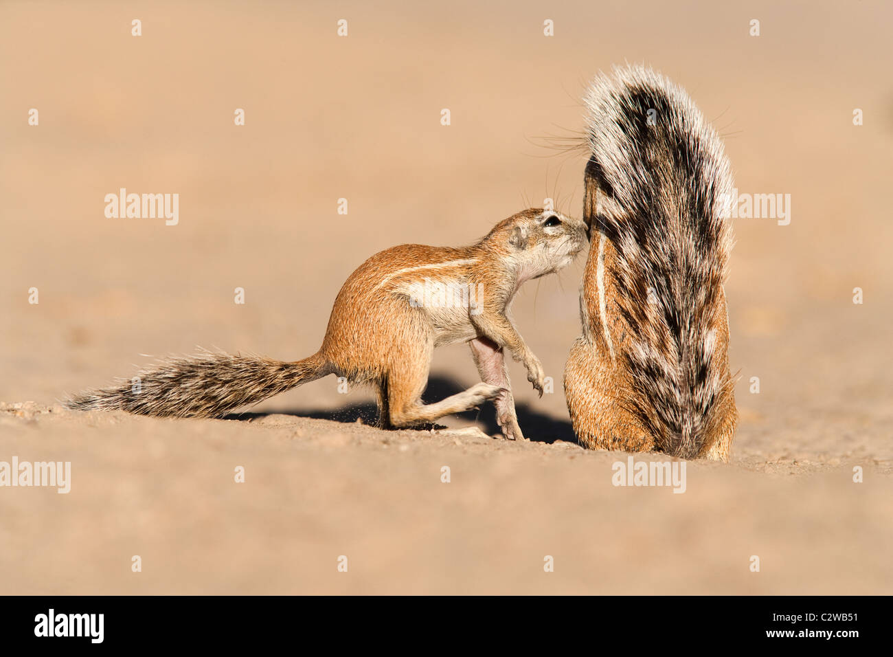 Erdhörnchen, Xerus Inauris, Gruß, Kgalagadi Transfrontier Park, Northern Cape, Südafrika Stockfoto