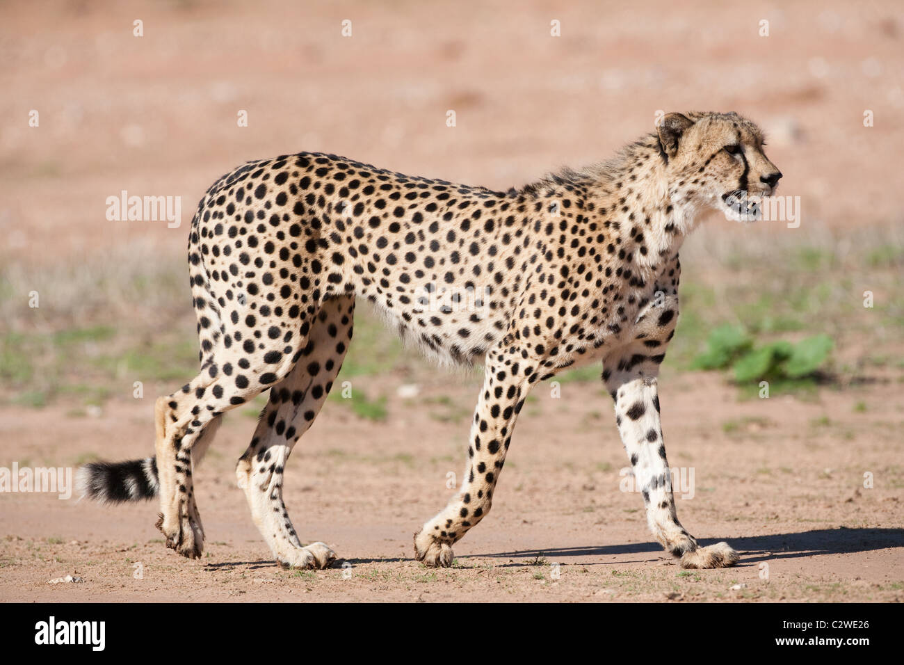 Gepard, Aconinyx Jubatus, Kgalagadi Transfrontier Park, Südafrika Stockfoto