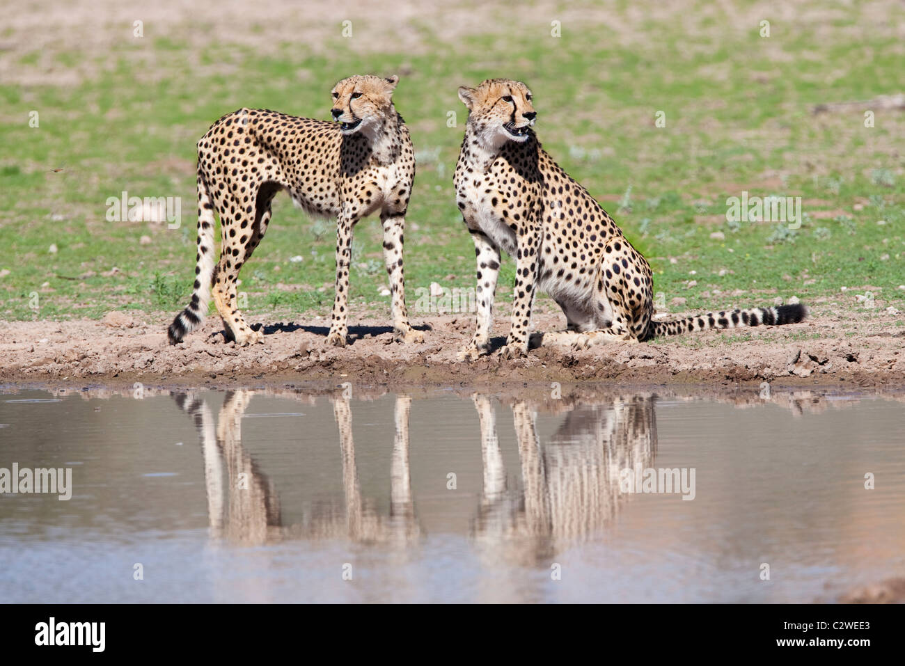Gepard, Aconinyx Jubatus, am Wasser, Kgalagadi Transfrontier Park, Südafrika Stockfoto