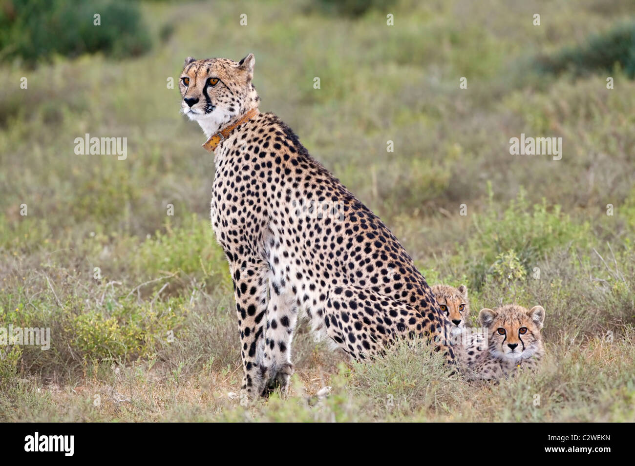 Gepard, Aconinyx Jubatus, mit jungen, privaten Wildreservat Kwandwe, Eastern Cape, Südafrika Stockfoto