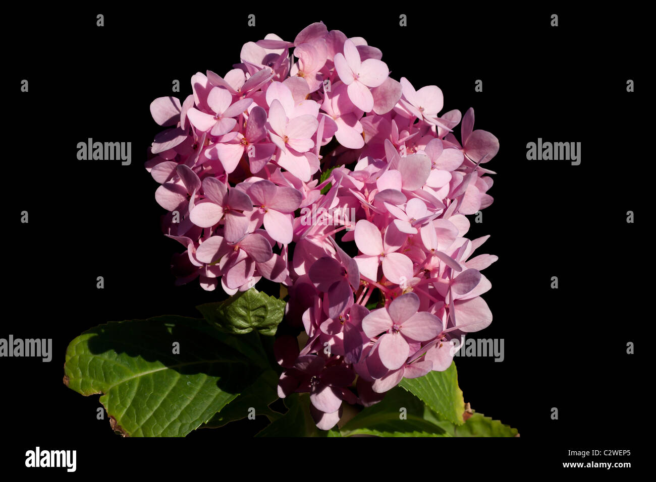 Wunderschöne Blumenvase anders durch überraschen. Stockfoto