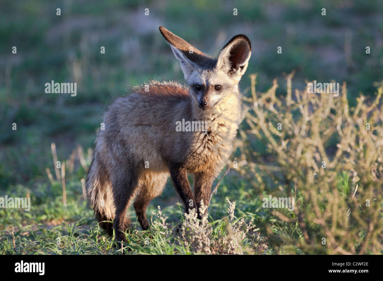 Hieb-eared Fuchs, Otocyon Megalotis Kgalagadi Transfrontier Park, Südafrika Stockfoto