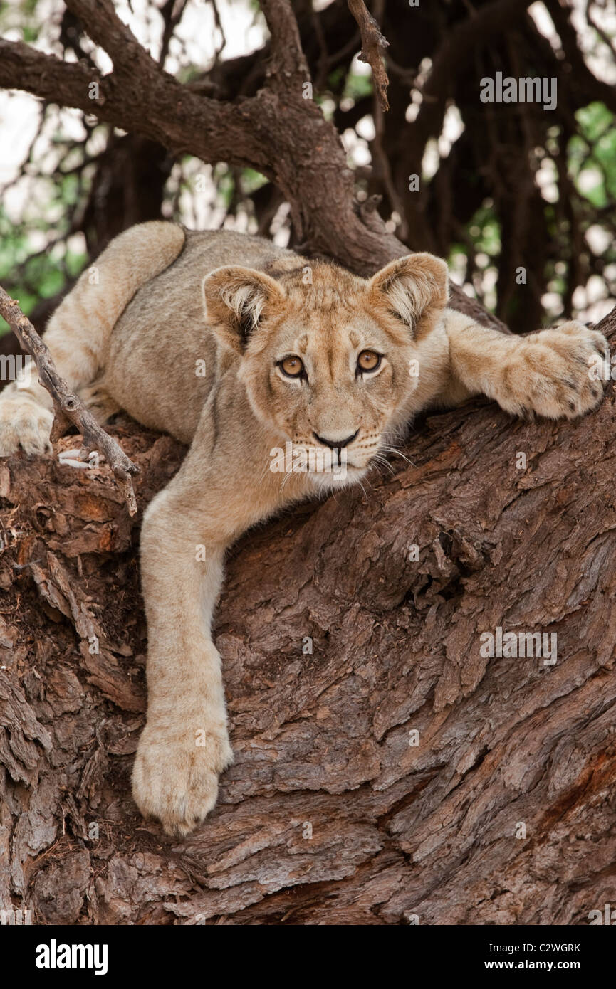 Löwenjunges, Panthera Leo, im Baum, Kgalagadi Transfrontier Park, Northern Cape, Südafrika Stockfoto