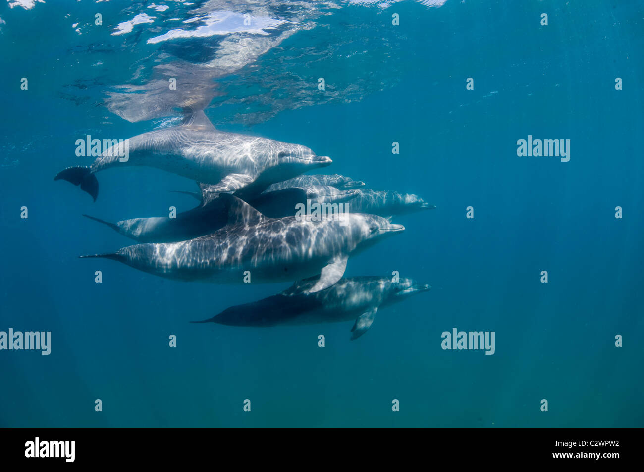 Flasche Nase Delfine, Sodwana Bay, Südafrika, Indischer Ozean Stockfoto