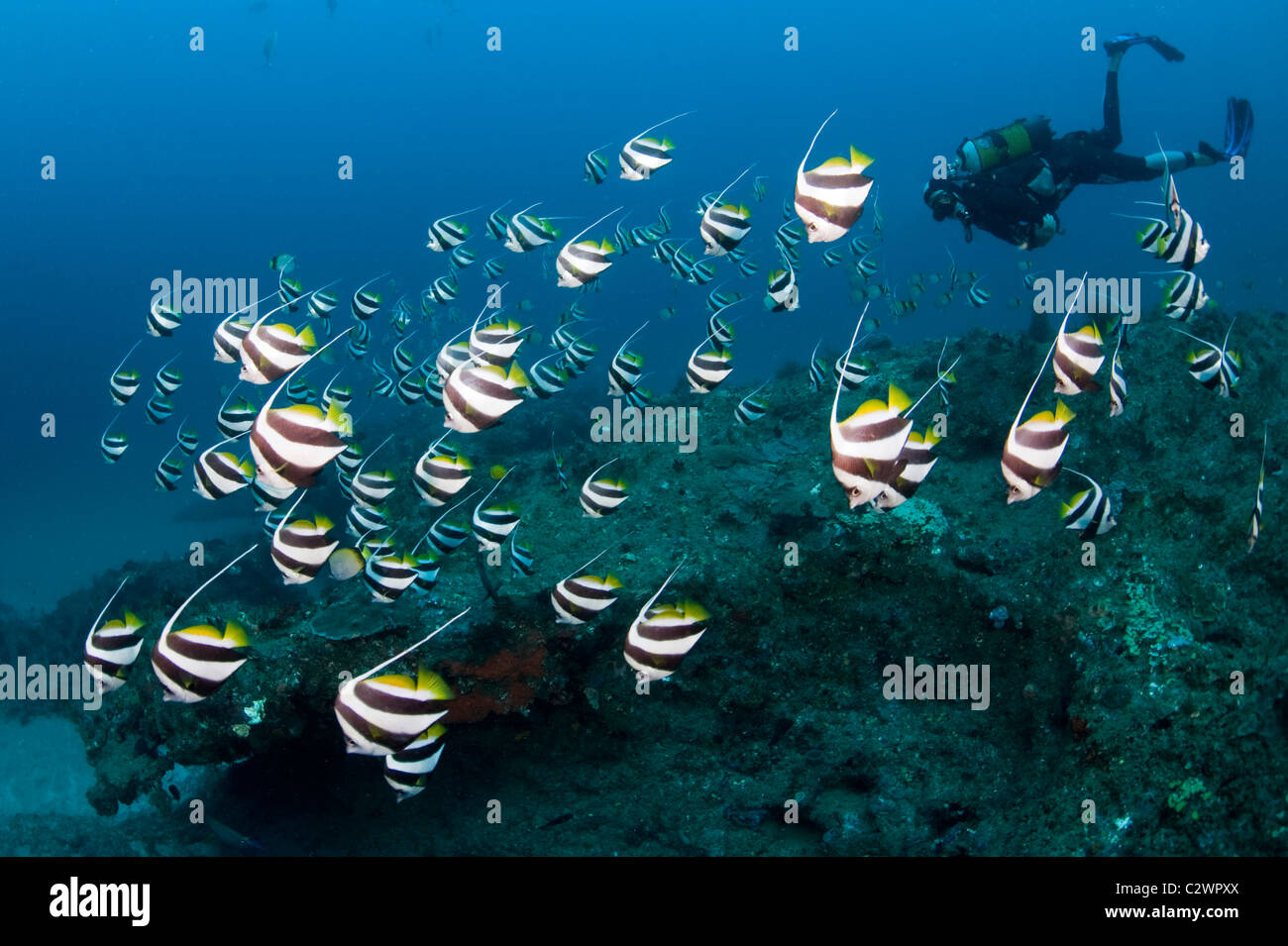 Schulzeit Longfin Bannerfish oder Wimpel Butterflyfish, Heniochus Diphreutes und Scuba Diver, Sodwana Bay, Südafrika Stockfoto