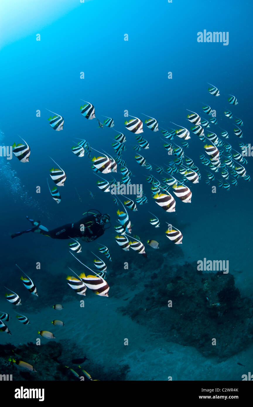 Schulzeit Longfin Bannerfish oder Wimpel Butterflyfish, Heniochus Diphreutes und Scuba Diver, Sodwana Bay, Südafrika Stockfoto