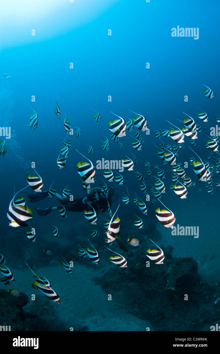 Schulzeit Longfin Bannerfish oder Wimpel Butterflyfish, Heniochus Diphreutes und Scuba Diver, Sodwana Bay, Südafrika Stockfoto