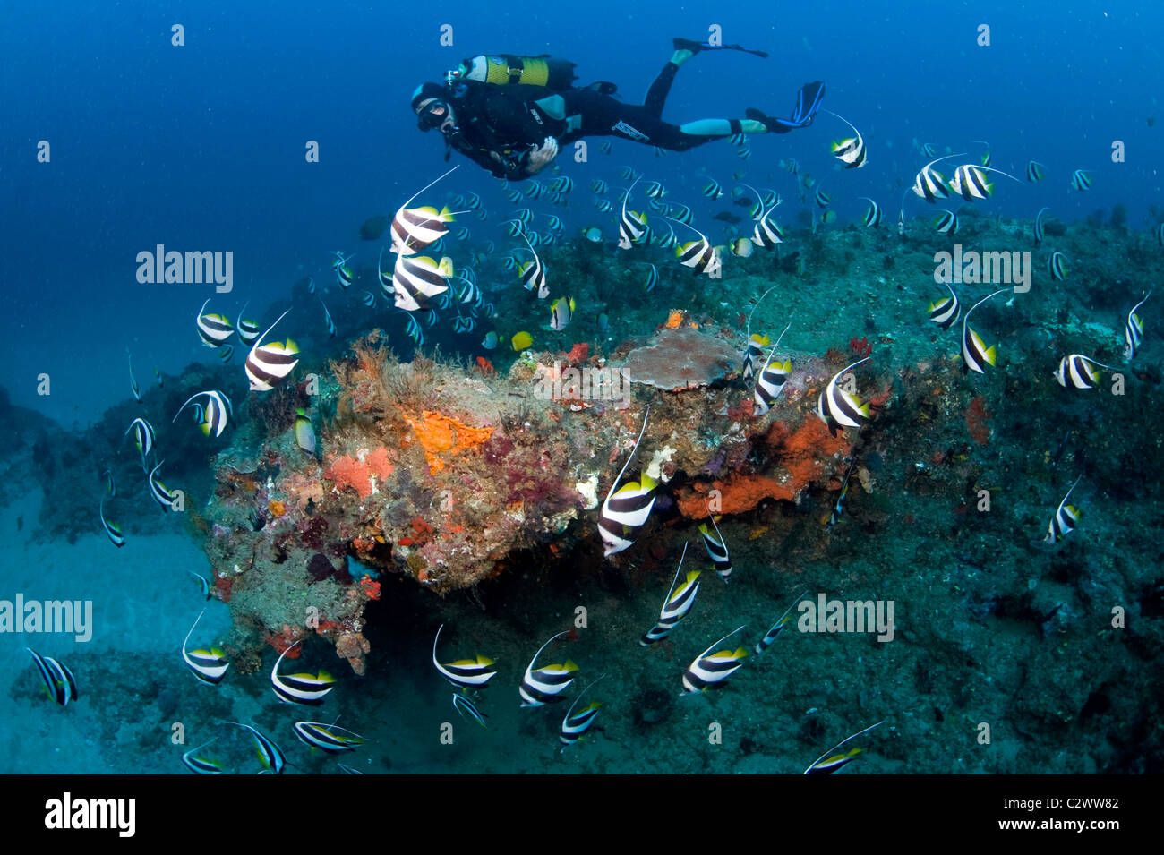 Schulzeit Longfin Bannerfish oder Wimpel Butterflyfish, Heniochus Diphreutes und Scuba Diver, Sodwana Bay, Südafrika Stockfoto