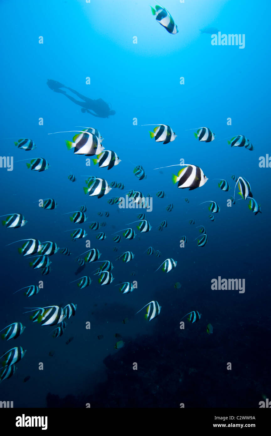 Schulzeit Longfin Bannerfish oder Wimpel Butterflyfish, Heniochus Diphreutes und Scuba Diver, Sodwana Bay, Südafrika Stockfoto