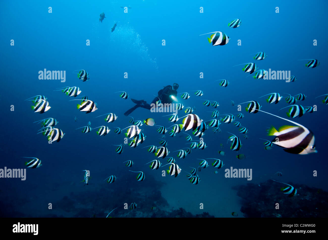 Schulzeit Longfin Bannerfish oder Wimpel Butterflyfish, Heniochus Diphreutes und Scuba Diver, Sodwana Bay, Südafrika Stockfoto