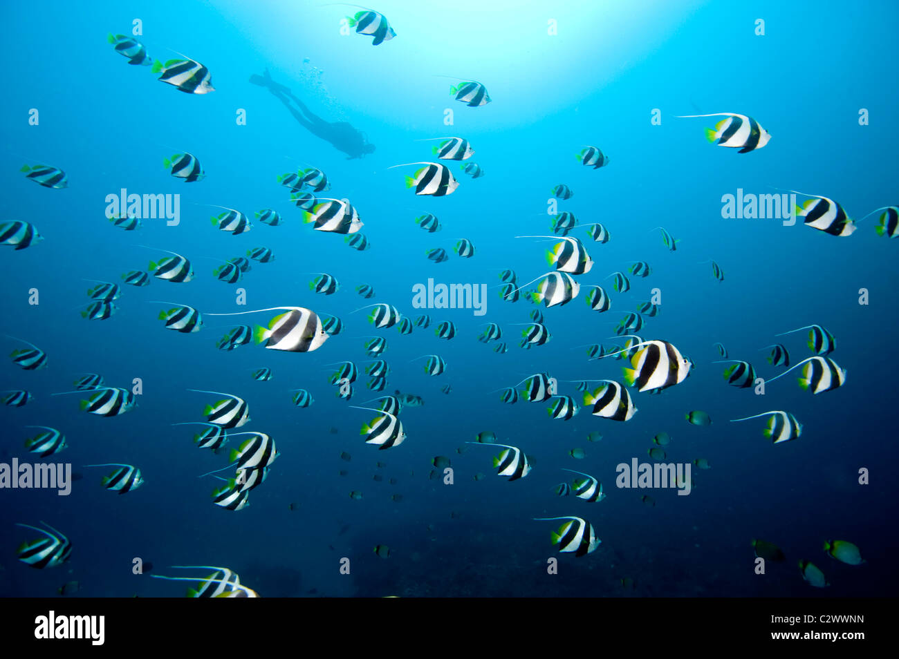 Schulzeit Longfin Bannerfish oder Wimpel Butterflyfish, Heniochus Diphreutes und Scuba Diver, Sodwana Bay, Südafrika Stockfoto