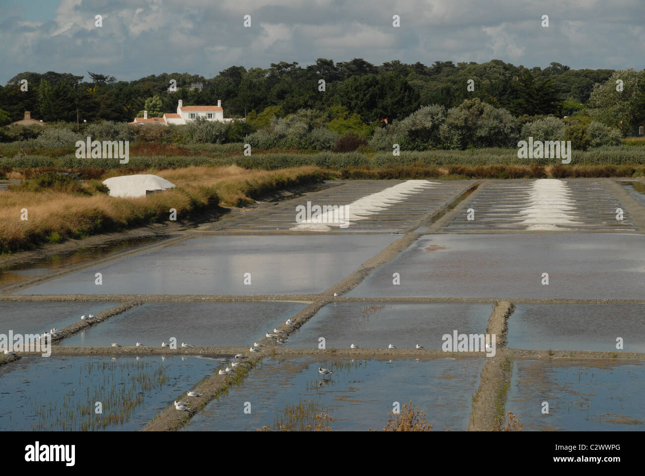 Salinen für Ozean-Salz der Île de Noirmoutier an der französischen Atlantikküste Insel Noirmoutier in der Vendée, Pays De La Loire Stockfoto