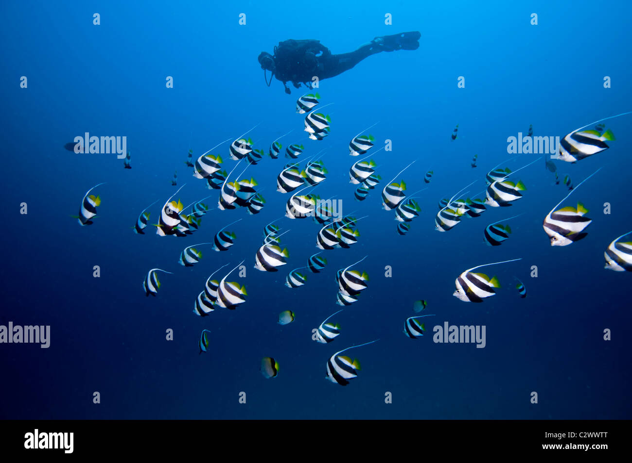 Schulzeit Longfin Bannerfish oder Wimpel Butterflyfish, Heniochus Diphreutes und Scuba Diver, Sodwana Bay, Südafrika Stockfoto