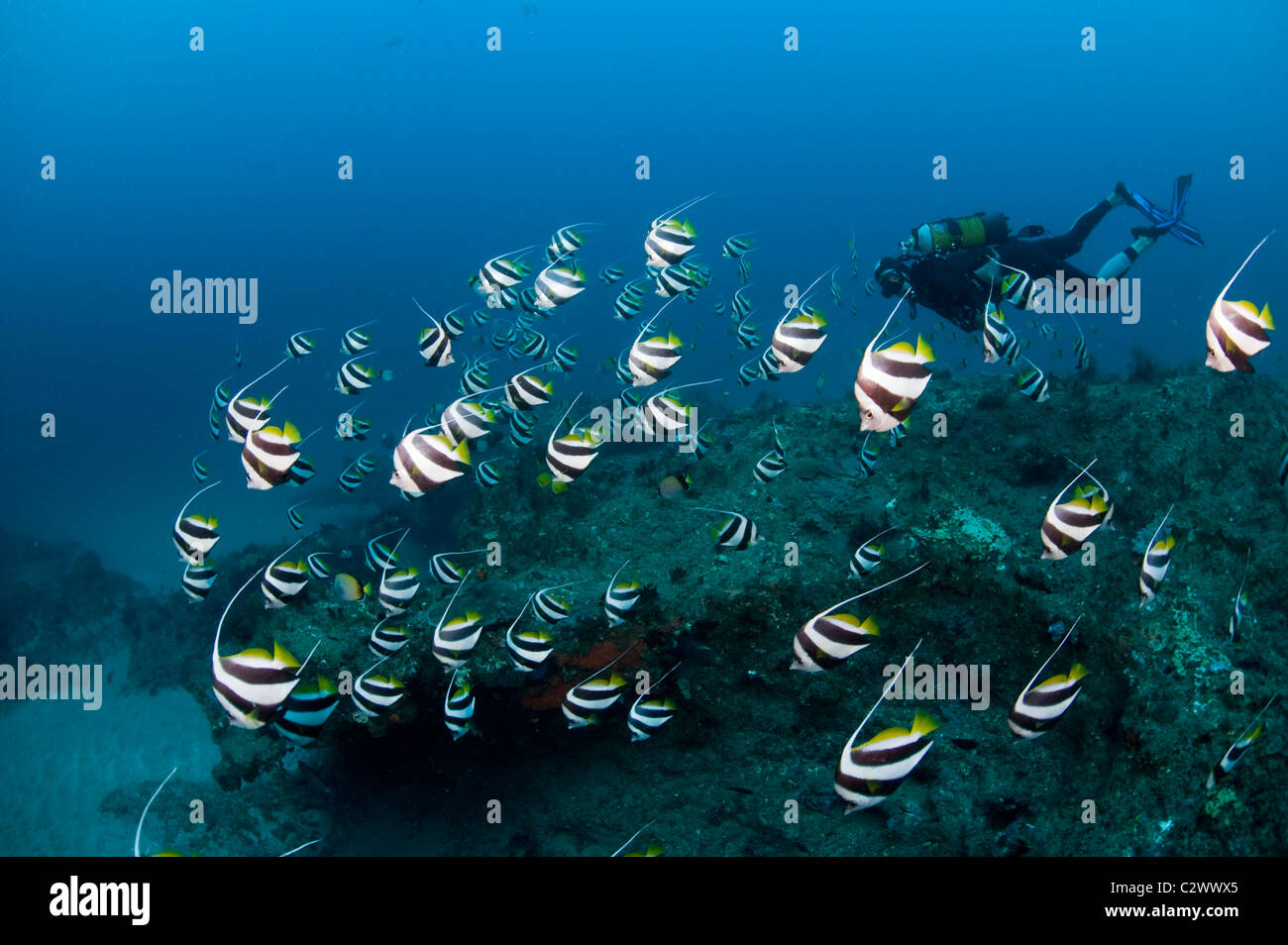 Schulzeit Longfin Bannerfish oder Wimpel Butterflyfish, Heniochus Diphreutes und Scuba Diver, Sodwana Bay, Südafrika Stockfoto