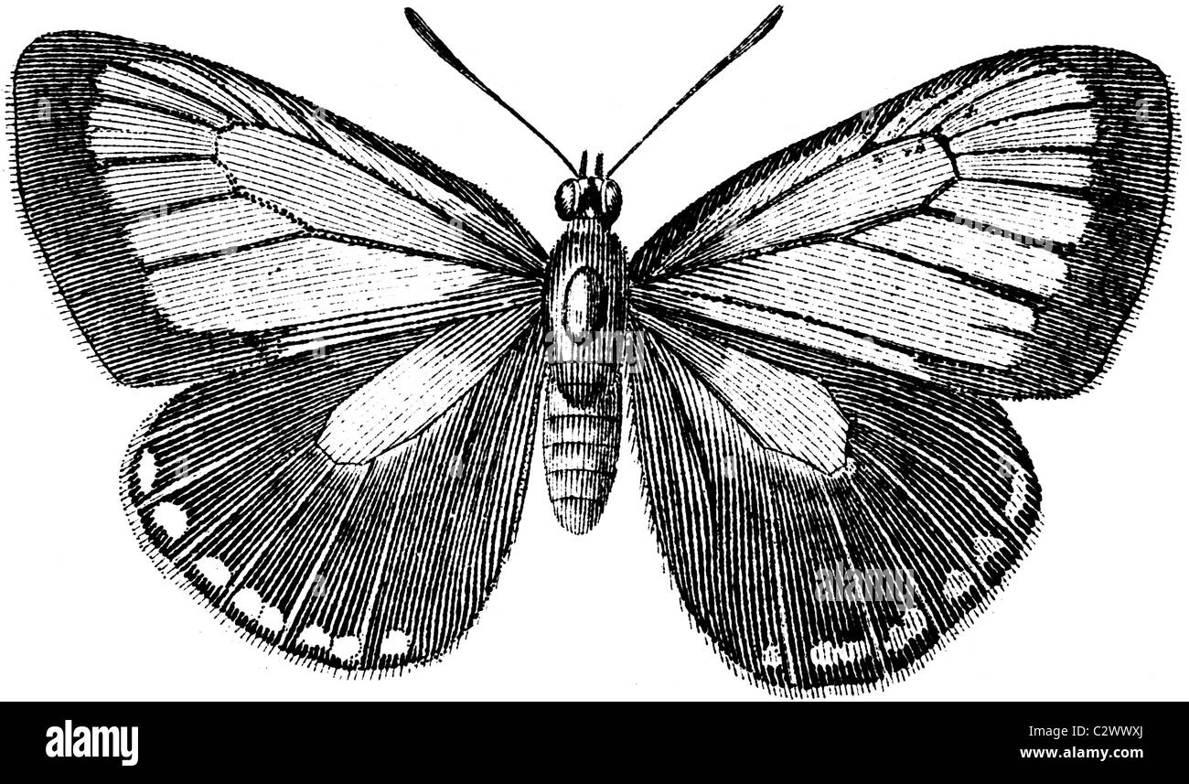 Buchen Sie 19. Jahrhundert Abbildung, 9. Auflage (1875) der Encyclopaedia Britannica, Schmetterling, Eumenia Toxea entnommen Stockfoto