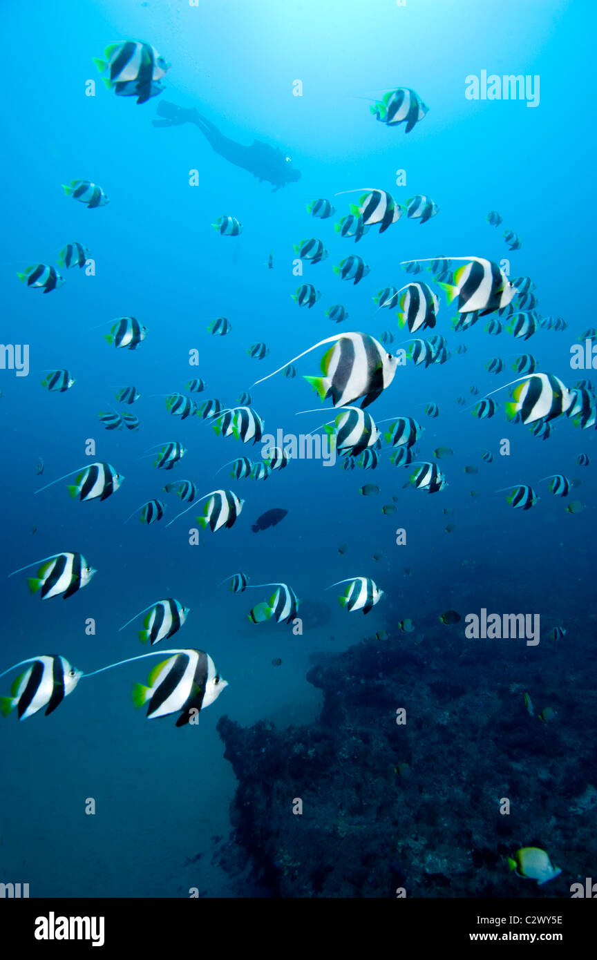 Schulzeit Longfin Bannerfish oder Wimpel Butterflyfish, Heniochus Diphreutes und Scuba Diver, Sodwana Bay, Südafrika Stockfoto