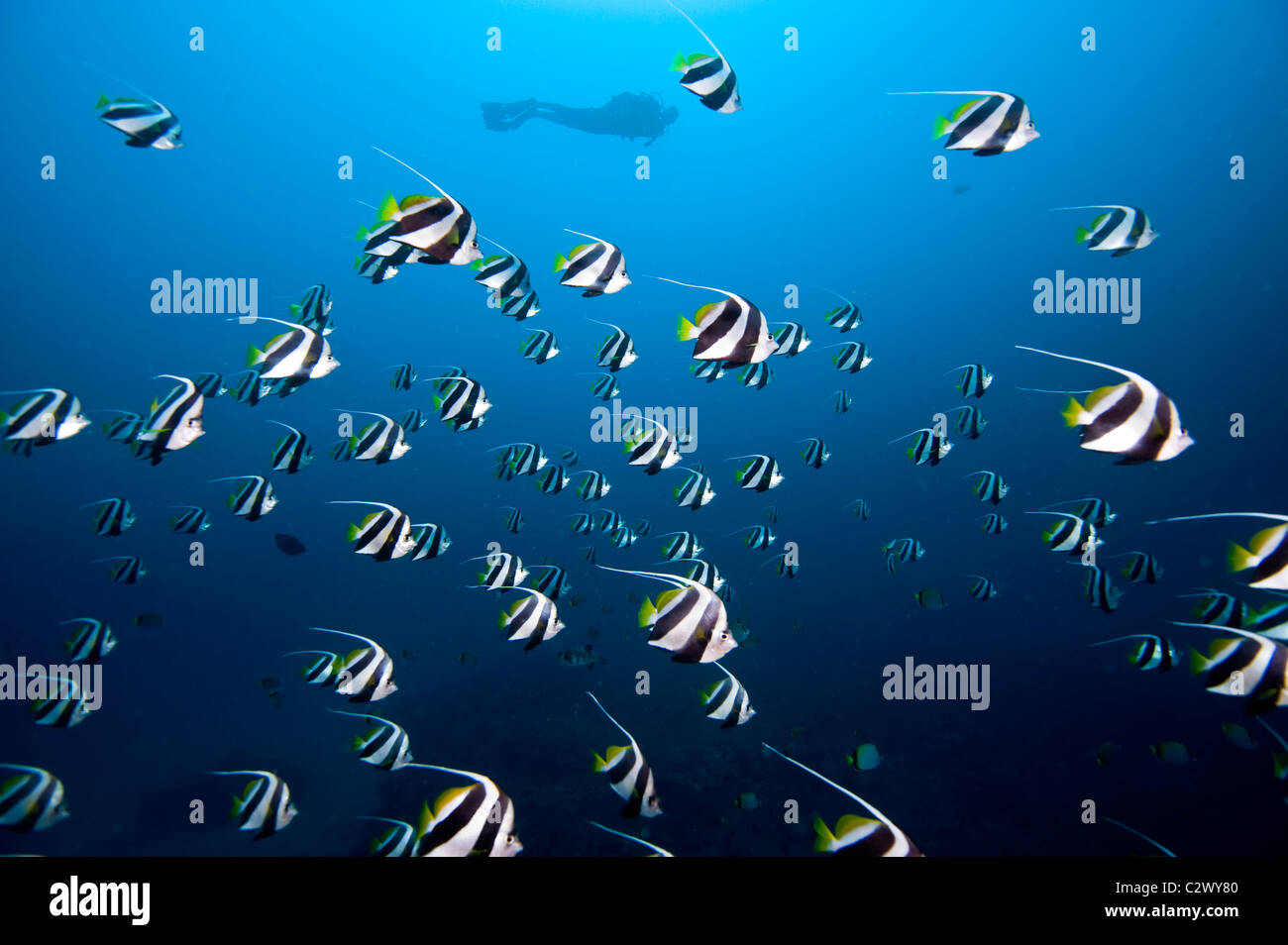 Schulzeit Longfin Bannerfish oder Wimpel Butterflyfish, Heniochus Diphreutes und Scuba Diver, Sodwana Bay, Südafrika Stockfoto