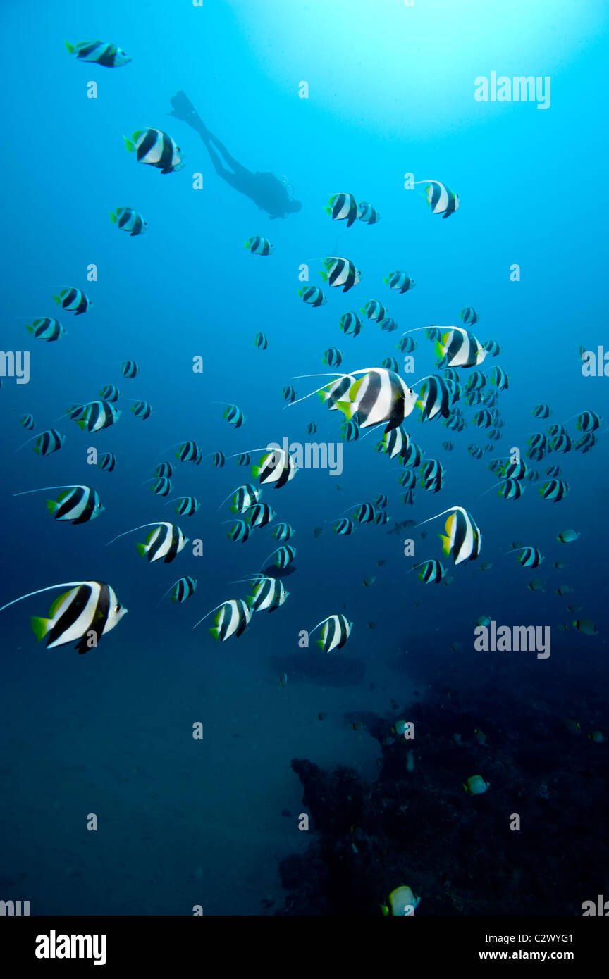 Schulzeit Longfin Bannerfish oder Wimpel Butterflyfish, Heniochus Diphreutes und Scuba Diver, Sodwana Bay, Südafrika Stockfoto