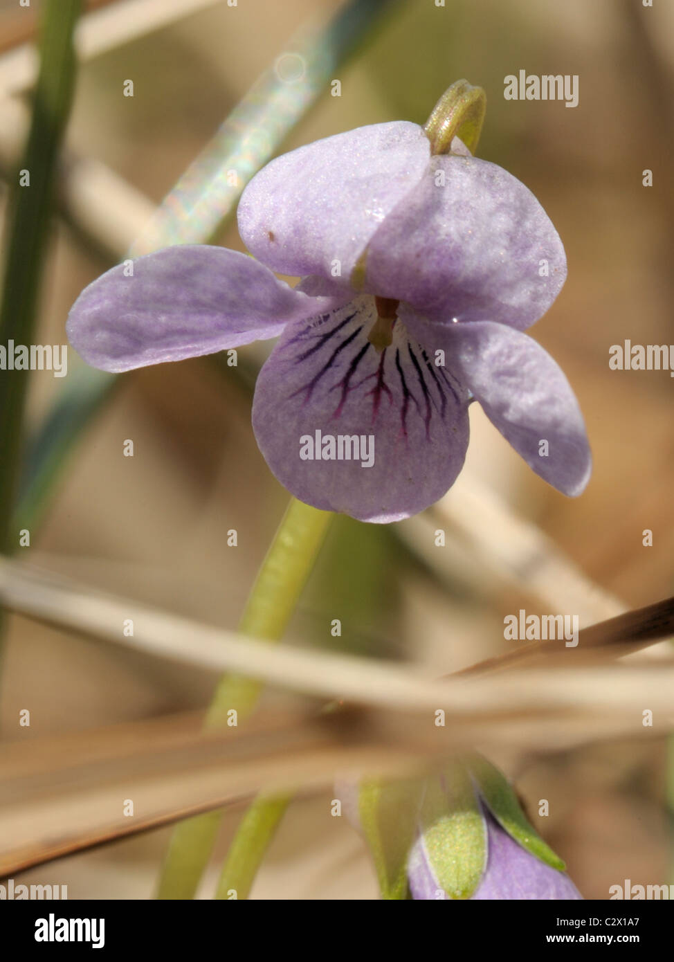 Sumpf-Veilchen, Viola palustris Stockfoto