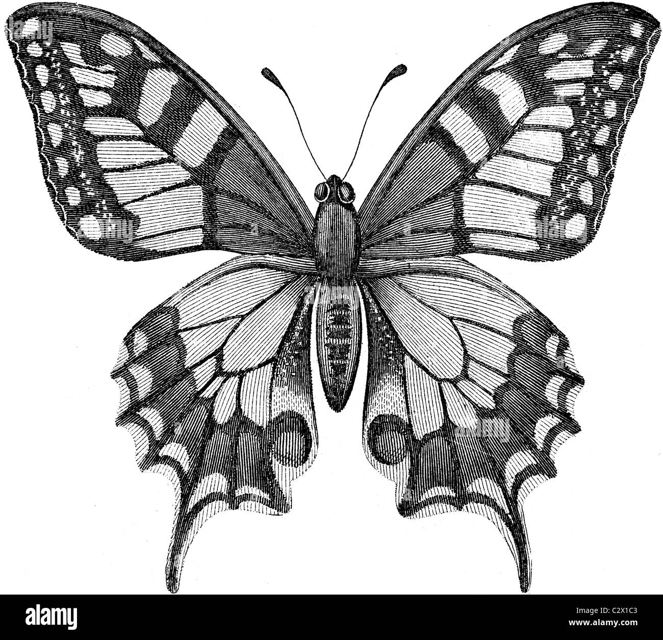 Buchillustration des 19. Jahrhunderts, 9. Ausgabe der Encyclopaedia Britannica, der Schwalbenschwanz-Schmetterling (1875) entnommen Stockfoto