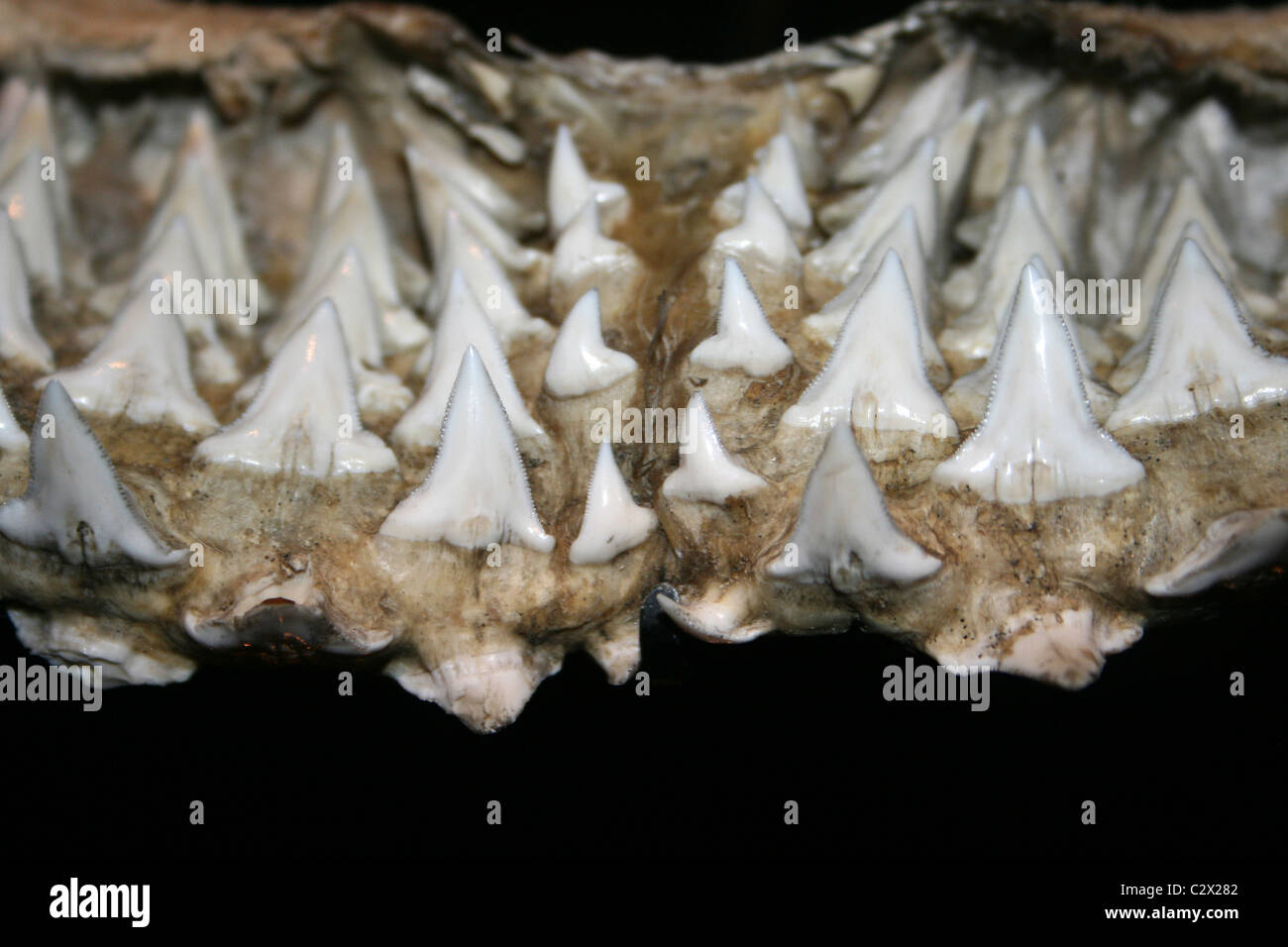 Haie Zahnreihen Stockfoto