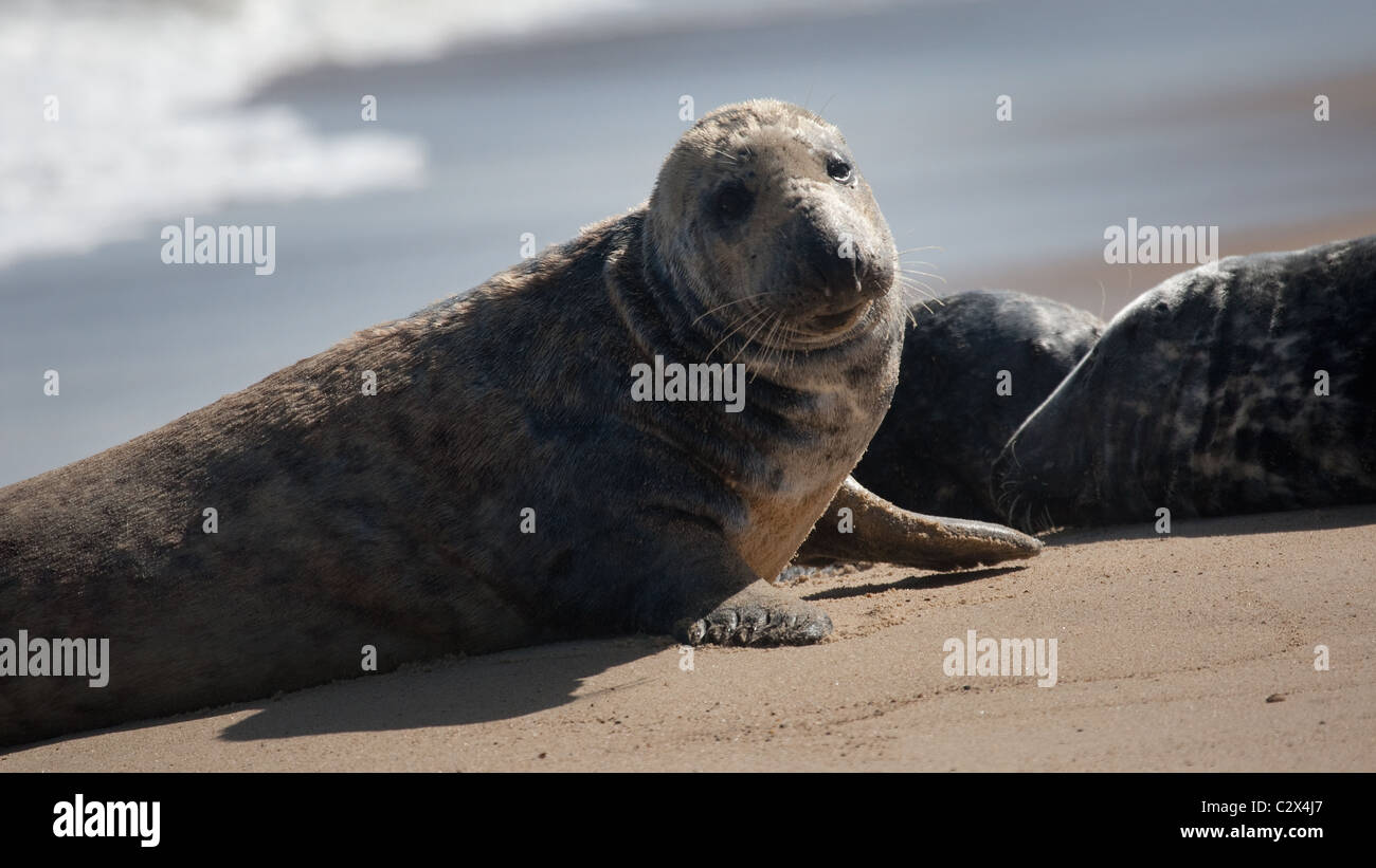 Grey Seal Colony geschleppt, am Strand Stockfoto