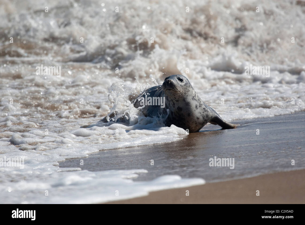 Weibliche Kegelrobben an der Küste tummeln Stockfoto