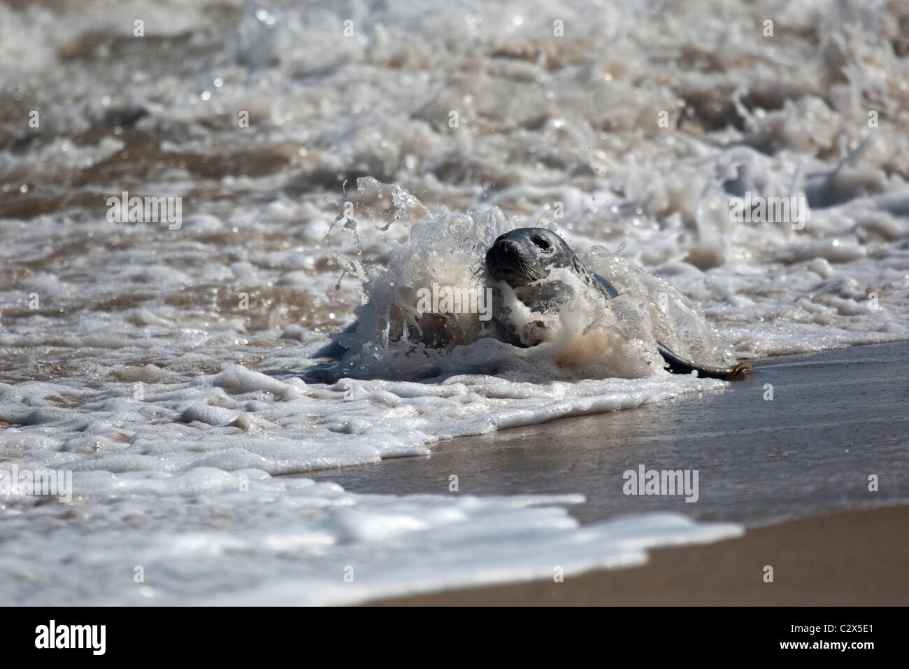 Weibliche Kegelrobben an der Küste tummeln Stockfoto